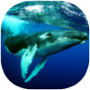 ǱˮģThe Humpback Whales