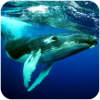座头鲸模拟器游戏